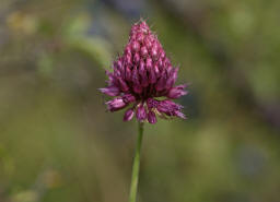 Allium sphaerocephalon / Kugelkpfiger Lauch / Alliaceae / Lauchgewchse (= Liliaceae / Liliengewchse i.e.S.)