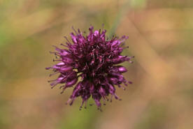 Allium sphaerocephalon / Kugelkpfiger Lauch / Alliaceae / Lauchgewchse (= Liliaceae / Liliengewchse i.e.S.)