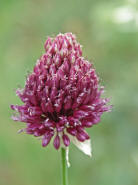 Allium sphaerocephalon / Kugelkpfiger Lauch / Alliaceae / Lauchgewchse (= Liliaceae / Liliengewchse i.e.S.)