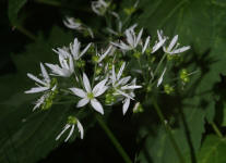 Allium ursinum / Br-Lauch / Bren-Lauch / Alliaceae / Lauchgewchse