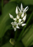 Allium ursinum / Br-Lauch / Bren-Lauch / Alliaceae / Lauchgewchse