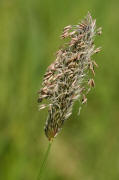 Wiesen-Fuchsschwanz / Alopecurus pratensis / Poaceae / Sgrser