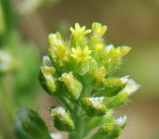 Alyssum alyssoides / Kelch-Steinkraut /  Brassicaceae / Kreuzbltengewchse