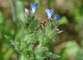 Anchusa arvensis / Acker-Krummhals / Boraginaceae / Borretschgewchse