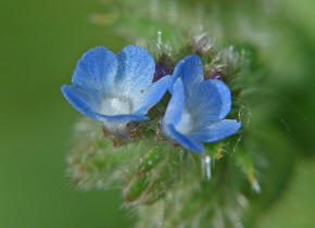 Anchusa arvensis / Acker-Krummhals / Boraginaceae / Borretschgewchse