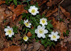 Anemone nemorosa / Buschwindrschen / Ranunculaceae / Hahnenfugewchse