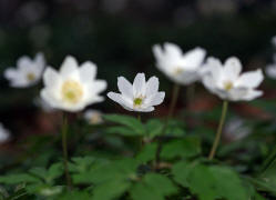 Anemone nemorosa / Buschwindrschen / Ranunculaceae / Hahnenfugewchse