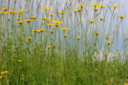 Anthemis tinctoria / Frber-Hundskamille / Asteraceae / Korbbltengewchse (Foto: E.-M. Pulvermller)