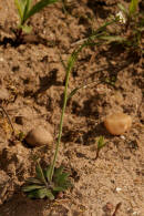 Arabidopsis thaliana / Acker-Schmalwand / Brassicaceae / Kreuzbltengewchse