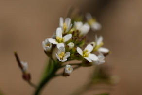 Arabidopsis thaliana / Acker-Schmalwand / Brassicaceae / Kreuzbltengewchse