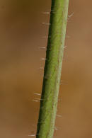 Arabidopsis thaliana / Acker-Schmalwand / Brassicaceae / Kreuzbltengewchse