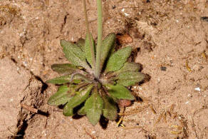 Arabidopsis thaliana / Acker-Schmalwand / Brassicaceae / Kreuzbltengewchse