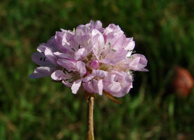 Armeria maritima ssp. elongata / Sand - Grasnelke / Plumbaginaceae / Grasnelkengewächse