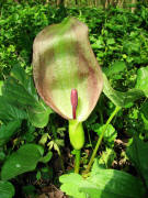 Arum maculatum / Gefleckter Aronstab / Blte / Araceae / Aronstabgewchse / Gifitg!