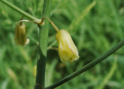 Asparagus officinalis / Gemse - Spargel / Asparagaceae / Spargelgewchse / Blte