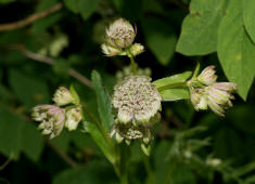 Astrantia major / Groe Sterndolde / Strnze / Apiaceae / Doldenbltengewchse