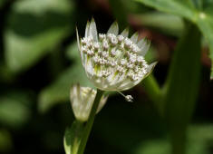 Astrantia major / Groe Sterndolde / Strnze / Apiaceae / Doldenbltengewchse