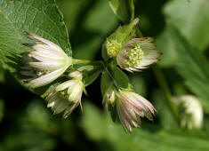 Astrantia major / Groe Sterndolde / Strnze / Apiaceae / Doldenbltengewchse