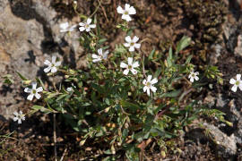 Atocion rupestre (syn. Silene rupestris) / Felsen-Nelkenleimkraut / Caryophyllaceae / Nelkengewchse