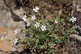 Atocion rupestre (syn. Silene rupestris) / Felsen-Nelkenleimkraut / Caryophyllaceae / Nelkengewchse