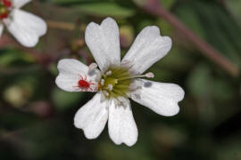 Atocion rupestre (syn. Silene rupestris) / Felsen-Nelkenleimkraut / Caryophyllaceae / Nelkengewchse