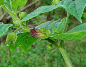 Atropa bella-donna / Tollkirsche / Schwarze Tollkirsche / Solanaceae / Nachtschattengewchse