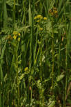 Barbarea vulgaris / Gewhnliches Barbarakraut / Brassicaceae / Kreuzbltengewchse