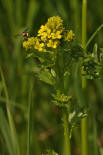 Barbarea vulgaris / Gewhnliches Barbarakraut / Brassicaceae / Kreuzbltengewchse