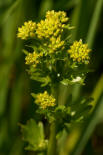 Barbarea vulgaris / Gewhnliches Barbarakraut / Brassicaceae / Kreuzbltengewchse