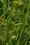 Barbarea vulgaris / Gewhnliches Barbarakraut / Brassicaceae / Kreuzbltengewchse