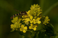 Barbarea vulgaris / Gewhnliches Barbarakraut / Brassicaceae / Kreuzbltengewchse