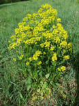 Barbarea vulgaris / Gewhnliches Barbarakraut / Brassicaceae / Kreuzbltengewchse