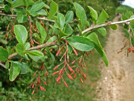 Berberis vulgaris / Gewhnliche Berberitze / Sauerdorn / Berberidaceae / Sauerdorngewchse (Ipf)