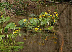 Caltha palustris / Sumpf-Dotterblume / Ranunculaceae / Hahnenfugewchse / Geht durch Trockenlegung vieler Feuchtwiesen in ihrem Bestand stetig zurck / Giftig