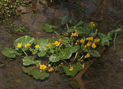 Caltha palustris / Sumpf-Dotterblume / Ranunculaceae / Hahnenfugewchse / Geht durch Trockenlegung vieler Feuchtwiesen in ihrem Bestand stetig zurck / Giftig