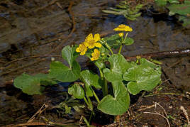 Caltha palustris / Sumpf-Dotterblume / Ranunculaceae / Hahnenfugewchse / Geht durch Trockenlegung vieler Feuchtwiesen in ihrem Bestand stetig zurck / Giftig