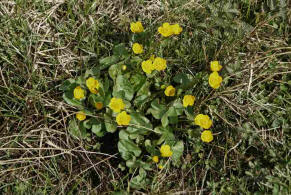 Caltha palustris / Sumpf-Dotterblume / Ranunculaceae / Hahnenfugewchse