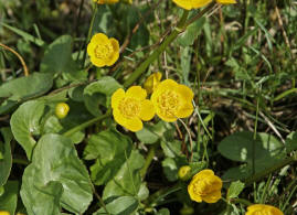 Caltha palustris / Sumpf-Dotterblume / Ranunculaceae / Hahnenfußgewächse