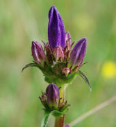 Campanula glomerata / Knuel-Glockenblume / Campanulaceae / Glockenblumengewchse