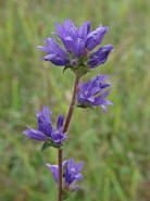 Campanula glomerata / Knuel-Glockenblume / Campanulaceae / Glockenblumengewchse (Originalfoto leider verschollen)