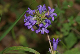 Campanula glomerata / Knuel-Glockenblume / Campanulaceae / Glockenblumengewchse