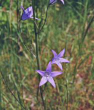 Campanula patula / Wiesen-Glockenblume / Campanulaceae / Glockenblumengewächse