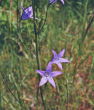 Campanula patula / Wiesen-Glockenblume / Campanulaceae / Glockenblumengewchse