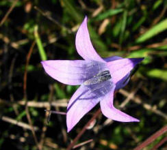 Campanula patula / Wiesen-Glockenblume / Campanulaceae / Glockenblumengewchse