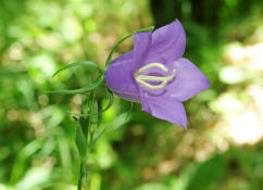 Campanula persicifolia / Pfirsichblttrige Glockenblume / Campanulaceae / Glockenblumengewchse