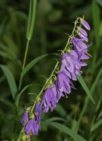 Campanula rapunculoides / Acker-Glockenblume / Campanulaceae / Glockenblumengewchse