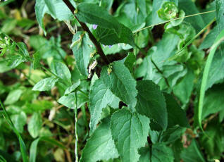 Campanula rapunculoides / Acker-Glockenblume / Campanulaceae / Glockenblumengewächse