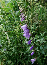 Campanula rapunculoides / Acker-Glockenblume / Campanulaceae / Glockenblumengewchse