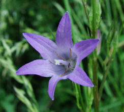 Campanula rapunculus / Rapunzel-Glockenblume / Campanulaceae / Glockenblumengewchse