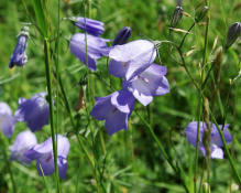 Campanula rotundifolia / Rundblttrige Glockenblume / Campanulaceae / Glockenblumengewchse